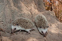 Four-toed hedgehogs (Atelerix albiventris) Fathala Wildlife Reserve, Toubacouta, Senegal.