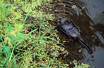 Russian desman (Desmana moschata) in water, Chernogolovka Research Station. Captive, occurs in Kazakhstan, Russia and Ukraine. Vulnerable species.