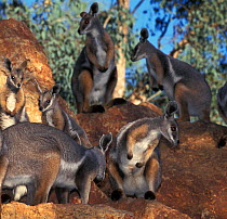 Yellow-footed rock-wallabies (Petrogale xanthopus) captive, occur in Australia.