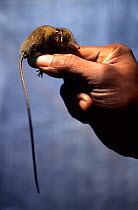 Lesser long-tailed shrew tenrec (Microgale longicaudata) in hand. Captive, endemic to Madagascar.