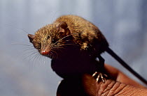 Lesser long-tailed shrew tenrec (Microgale longicaudata) held by researcher. Captive, endemic to Madagascar.