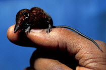 Pygmy shrew tenrec (Microgale parvula) held by researcher. Captive, endemic to Madagascar.