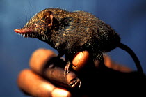 Montane shrew tenrec (Microgale monticola) held by researcher. Captive, endemic to Madagascar. Vulnerable species.