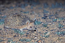 Long-eared hedgehog (Hemiechinus auritus) Mongolia.