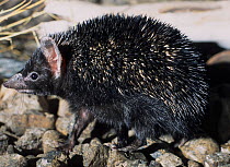 Brandt's Hedgehog (Paraechinus hypomelas) captive, occurs in Central Asia and the Arabian Peninsula.