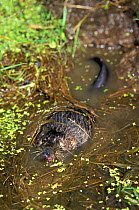 Russian desman (Desmana moschata) in water. Captive, occurs in Kazakhstan, Russia and Ukraine. Vulnerable species.