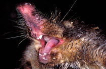 Russian desman (Desmana moschata) with mouth open. Captive, occurs in Kazakhstan, Russia and Ukraine. Vulnerable species.