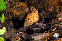 Stone sculpin (Paracottus knerii). Lake Baikal, Russia, March.