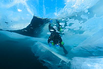 Diver examining broken ice formations underwater, blue sky visible through 1m thick transparent ice above. Reflection can be seen in air bubbles made by diver. Lake Baikal, Russia, March 2013.