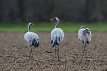 Common cranes (Grus grus) in field near Lac du Der, Champagne, France, January.