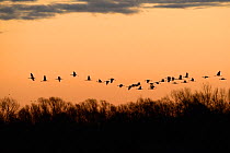 Common cranes (Grus grus) in flight, Lac du Der, Champagne, France, January.