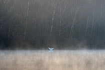 Great egret (Ardea alba) on misty lake with wings outstretched, Vosges, France, March.