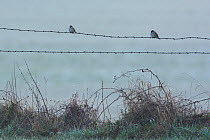 Eurasian tree sparrows (Passer montanus) perched on barbed wire, Vosges, France, March.