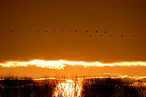 Common cranes (Grus grus) in flight at sunrise, Allier river, France, February.