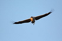 Common crane (Grus grus) in flight, Allier river, France, February.