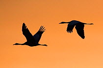 Common cranes (Grus grus) silhouetted in flight, Lac du Der, Champagne, France, January.