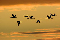 Common cranes (Grus grus) silhouetted in flight, Lac du Der, Champagne, France, January.