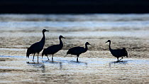 Common cranes (Grus grus) silhouetted in water, Allier river, France, February.