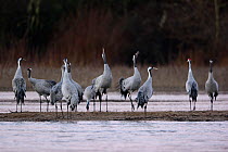 Common cranes (Grus grus), Allier river, France, February.