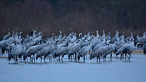 Common cranes (Grus grus), Allier river, France, February.