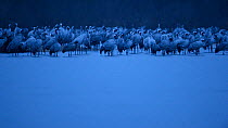 Common cranes (Grus grus) at dawn, Allier river, France, February.