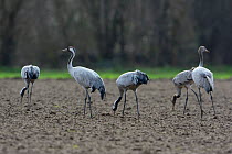 Common cranes (Grus grus) fpraging in field near Lac du Der, Champagne, France, January.