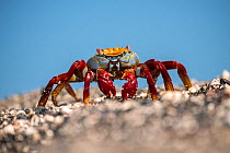 Sally lightfoot crab (Grapsus grapsus) Isabela Island, Galapagos, Ecuador. April.