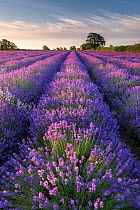 Lavender (Lavandula) field at Somerset Lavender, near Frome, Somerset, UK. July 2014.