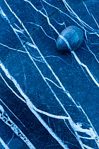 Stone on rock pattern, Kilve beach, Somerset, UK. January 2014.