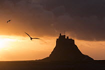 Lindisfarne castle silhoutted at dawn with gulls in flight, Holy Island, Northumberland, UK. March 2014.