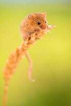 Harvest mouse (Micromys minutus) on wheat stem, Devon, UK (captive). May.
