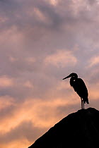 Great blue heron (Ardea herodias) silhouetted against evening sky, Tagus Cove, Galapagos, Ecuador. April.