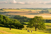 Rural view of rolling countryside with grazing cattle, near Frome, Somerset, UK. July 2014.