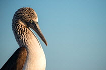 Blue footed booby (Sula nebouxii), portrait, North Seymour Island, Galapagos, Ecuador. April.