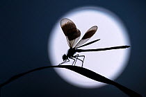 Male banded demoiselle (Calopteryx splendens), silhouetted against the 'moon', Lower Tamar Lakes, Cornwall, UK. June.