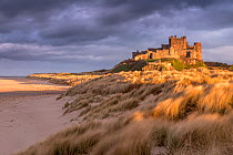 Bamburgh Castle and sand dunes in warm, late evening light with stormy evening sky, Bamburgh, Northumberland, UK. March 2014.
