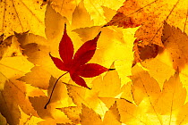 Maple leaves backlit on lightbox, Broxwater, Cornwall, UK. November 2013.