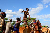 Bull jumping during the Ukuli ceremony, a rite of passage for boys to become men. Hamer tribe, Omo river Valley, Ethiopia, September 2014.