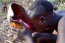 Suri / Surma cattle herder drinking from bowl of cow's blood. Omo river Valley, Ethiopia, September 2014.