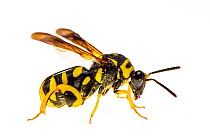 Parasitic wasp (Leucospis gigas) Corsica, June. Meetyourneighbours.net project.