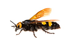 Mammoth wasp (Megascolia maculata flavifrons) Valbonne, France, July. Meetyourneighbours.net project.