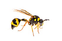 Potter / mason wasp (Eumenes sp) Corsica, June. Meetyourneighbours.net project.