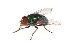 Blow fly / greenbottle (Lucilia sp) Valbonne, France, July. Meetyourneighbours.net project.