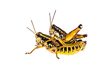 Short-horned grasshopper (Podisma pedestris) pair, Greolieres, France, August. Meetyourneighbours.net project.