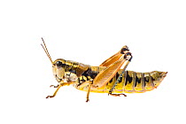 Short-horned grasshopper (Podisma pedestris) Greolieres, France, August. Meetyourneighbours.net project.