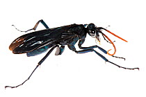 Tarantula hawk wasp (Pepsis sp) Kaw, French Guiana, November. Meetyourneighbours.net project.