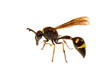 Potter / mason wasp (Eumenes sp) Valbonne, France, August. Meetyourneighbours.net project.