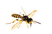 Wasp (Cerceris sp) Valbonne, France, July. Meetyourneighbours.net project.