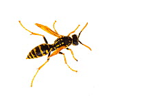 Paper wasp (Polistes gallicus) Valbonne, France, June. Meetyourneighbours.net project.