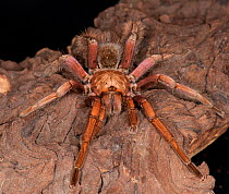 Brazilian pink tarantula (Pamphobeteus platyomma), captive, from South America